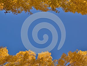 Natural frame of poplar trees with yellow leaves of autumn. Copy space with blue sky