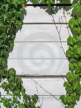 Natural frame - wooden wall entwined wild ivy