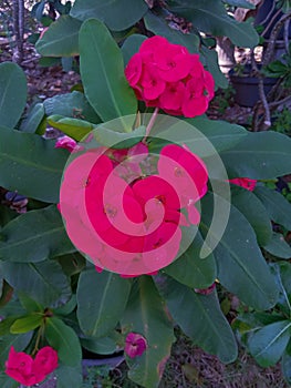 Natural and fresh also beautiful red flower from vegatation near sidewalk