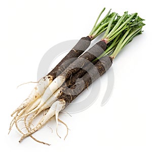 Natural and Fresh Black salsify isolated on white background