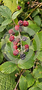 Natural fresh blackberries Bouquet of ripe and unripe blackberry fruits - Rubus fruticosus - branch with green leaves at the farm