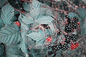 Natural fresh blackberries in a garden. Bunch of ripe blackberry fruit - Rubus fruticosus - on branch of plant with