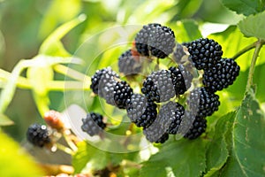 Natural fresh blackberries in a garden. Bunch of ripe blackberry fruit - Rubus fruticosus - on branch of plant