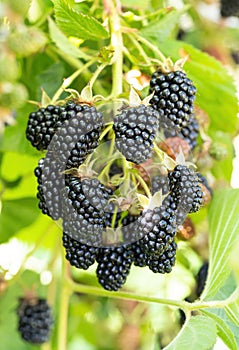 Natural fresh blackberries in a garden. Bunch of ripe blackberry fruit - Rubus fruticosus - on branch of plant with green leaves