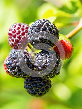Natural fresh blackberries in garden. Bunch of ripe blackberry fruit - Rubus occidentalis - cultivar BRISTOL