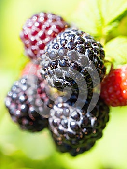 Natural fresh blackberries in garden. Bunch of ripe blackberry fruit - Rubus occidentalis - cultivar BRISTOL