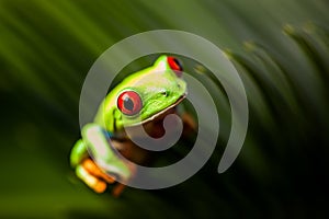 Natural and fresh colorful theme with exotic frog