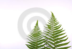 Natural fresh fern leaves look like christmas tree on white background with copy space for your own text like a christmascard