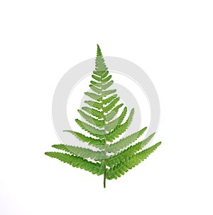 Natural fresh fern leaves look like christmas tree on white background with copy space for your own text like a christmascard New