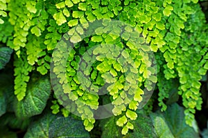 Natural fresh green leaves Maidenhair fern or Adiantum capillus veneris Leafs texture pattern for environment and ecology nature photo