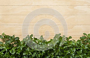 Natural fresh green leaves on wood background.