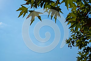 Natural fresh green maple leaves foliage branches closeup on summer day with clear blue sky background