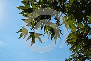 Natural fresh green maple leaves foliage branches closeup on sunny day with shadow and clear blue sky background