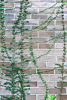 Natural fresh green tree covered on the brown brick wall gardening exterior for beautiful building architecture home and living