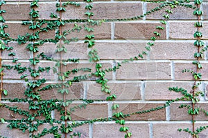 Natural fresh green tree covered on the brown brick wall gardening exterior for beautiful building architecture home and living