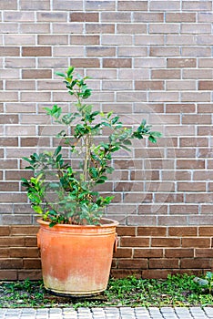 Natural fresh green tree in a pot with trees covered on the brown brick wall exterior design for building architecture home and