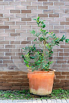 Natural fresh green tree in a pot with trees covered on the brown brick wall exterior design for building architecture home and
