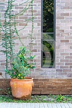 Natural fresh green tree in a pot with trees covered on the brown brick wall exterior design for building architecture home and