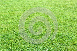 Natural, fresh, manicured lawn of green grass after rain