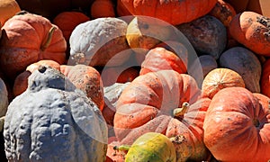 Natural fresh organic pumpkins from the farm