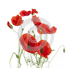 Natural Fresh Poppies isolated on white