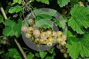 Natural fresh products. ECO. Bunches white currant berries Latin: Ribes rubrum - White Grape on green leaves background, close