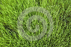 Natural fresh thick green grass background or lawn top view texture