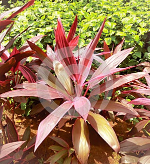 Natural fresh vibrant cordyline fruticosa plant