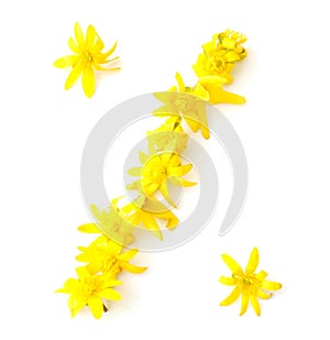 natural fresh yellow flowers green leaf percent sign %
