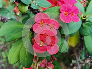 Natural and freshness Crown of thorns flower blooming in the garden with green leaves. This plant is also known as Euphorbia milii photo