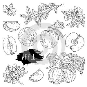 Natural fruit apple set. Hand drawn whole apple, half, flower, branch and leaves