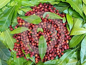 Natural fruit - High angle view of myrica esculenta kafal with leaves in hilly region of India, Kafal fruit isolated