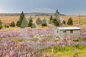 Natural full bloom lupin flower, Summer season New Zealand