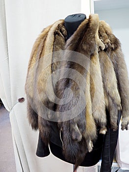 Skins of natural fur sable on a mannequin photo