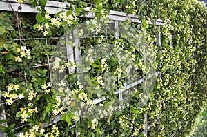 Natural Garden details of Umeda Sky Tower from Osaka City in Japan photo