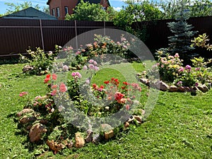 natural garden landscape in summer. flowerbed with roses in garden. growing flowers