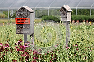 Natural gardening by attracting beneficial insects photo