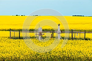 Natural gas wellheads canola agricultural farmland