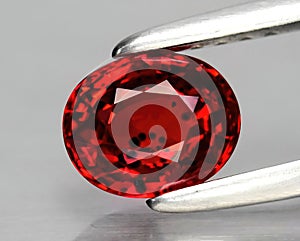 Natural gemstone red ruby in tongs on a gray background