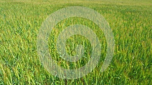 Natural golden wheat field. Healthy food. Ripening wheat field at summer day. Harvest on fertile soil.