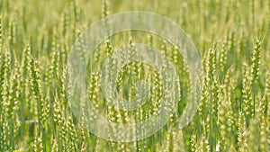 Natural golden wheat field. Healthy food. Ripening wheat field at summer day. Harvest on fertile soil. Slow motion.