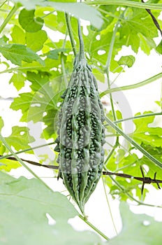 Natural gourd on barbed wire