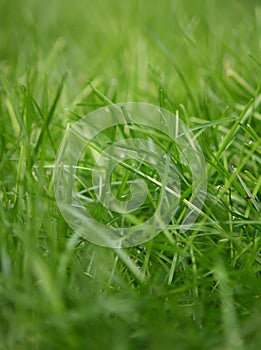 Natural grass