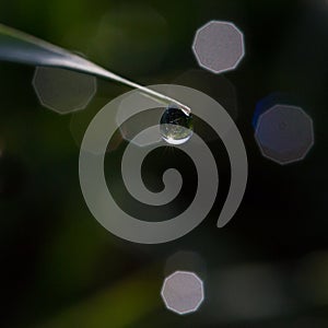 Grass culm with twinkling water dew drop in sunlight, lens flare photo