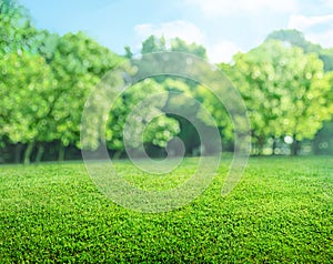 natural grass field background with blurred bokeh and trees in park