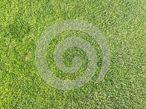 Natural grass texture pattern background golf course turf from top view with authentic grassy lawn for environmental backdrop