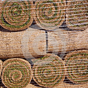 Natural grass turf lawn in rolls stacked