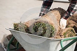 Natural Grass Turf Professional Installer. Gardener Installing Natural Grass Turfs Creating Beautiful Lawn Field