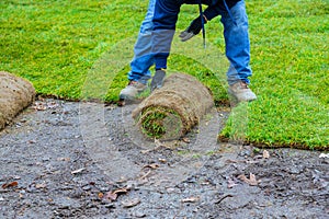 Natural grass turf professional installer rolled grass lawn closeup