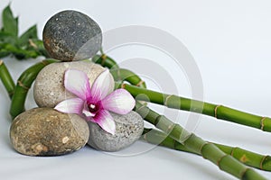 Natural gray pebbles arranged in zen lifestyle with an orchid on the right side of the bamboo stalks right on a white background